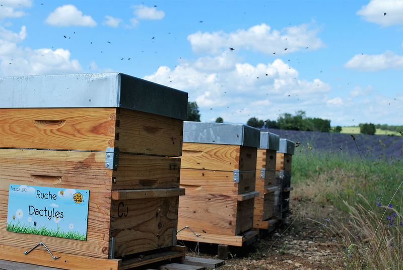 La ruche Dactyles