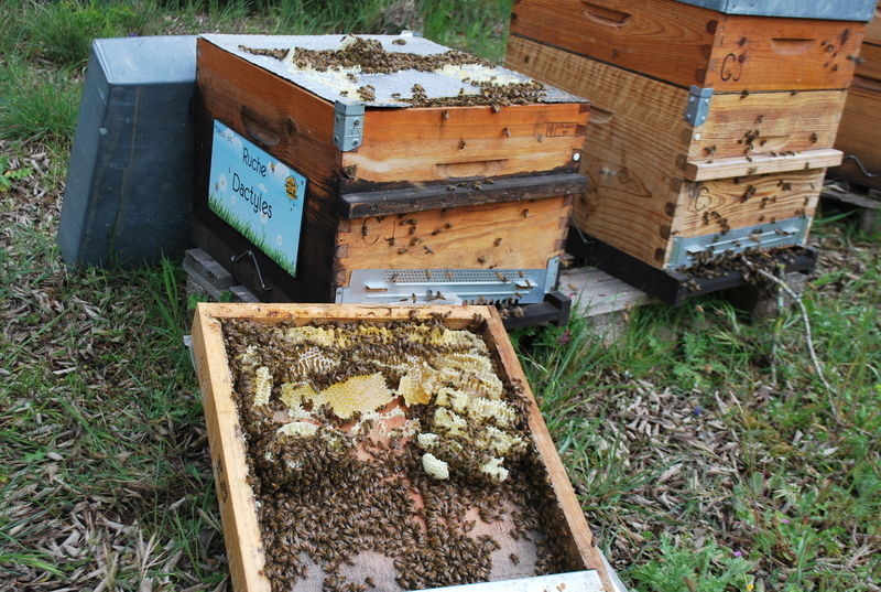 La ruche Dactyles