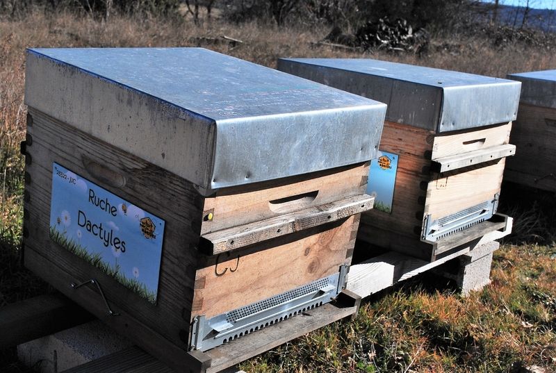 La ruche Dactyles