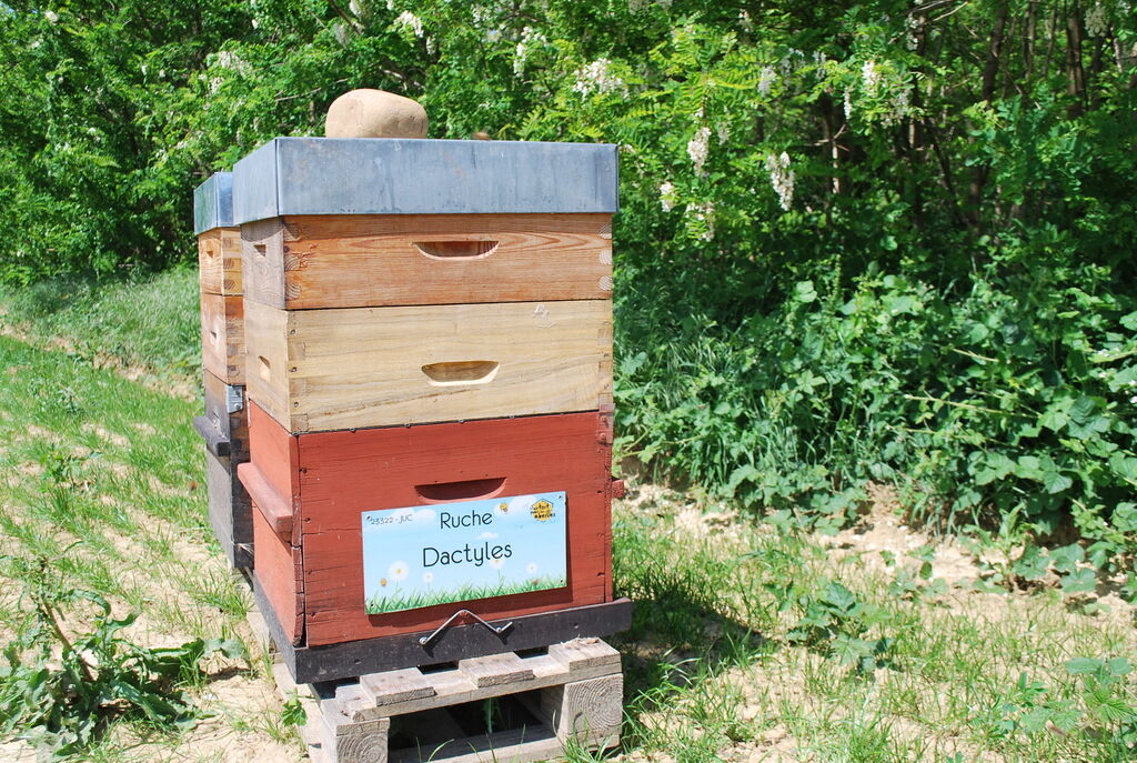 La ruche Dactyles