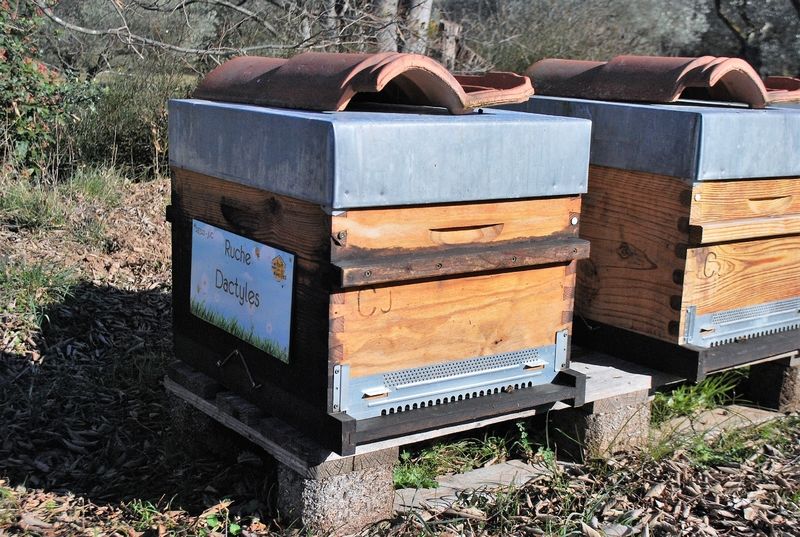 La ruche Dactyles
