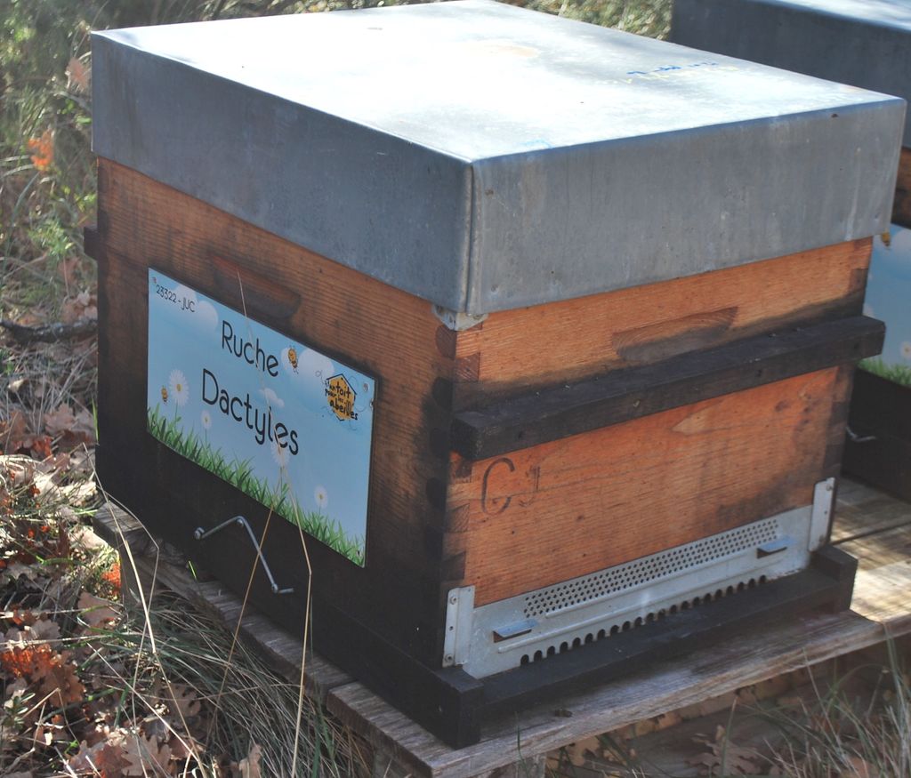 La ruche Dactyles