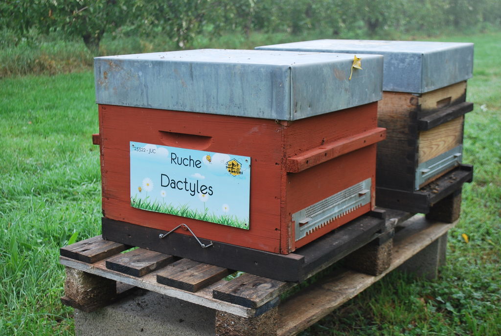 La ruche Dactyles