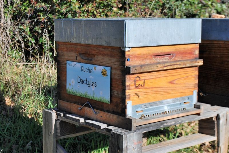 La ruche Dactyles