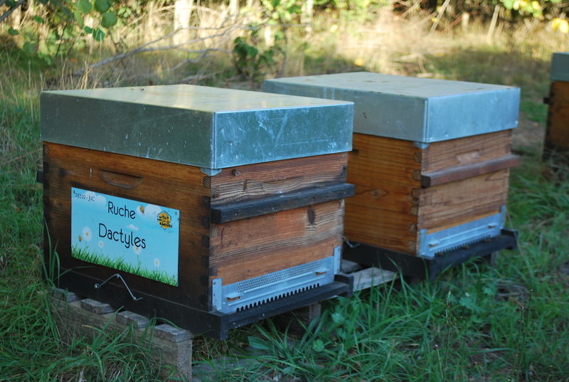La ruche Dactyles