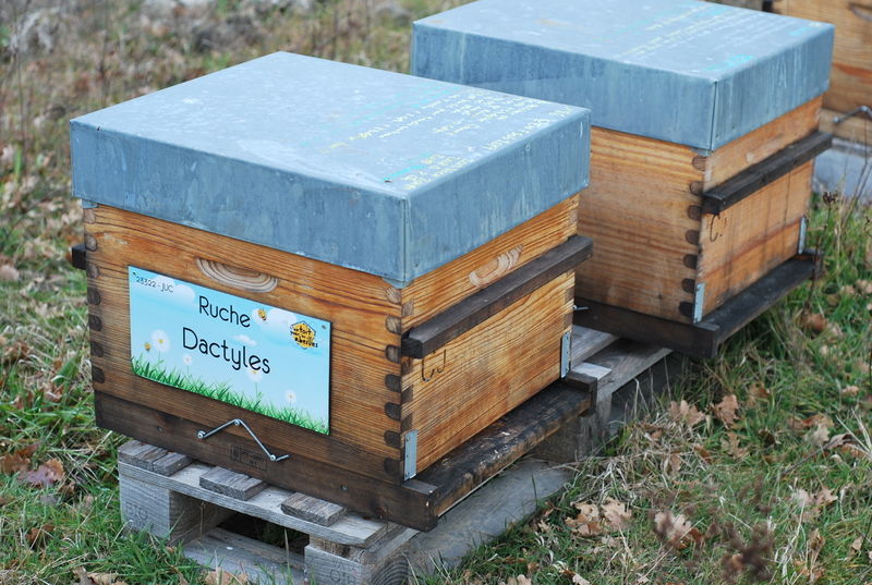 La ruche Dactyles