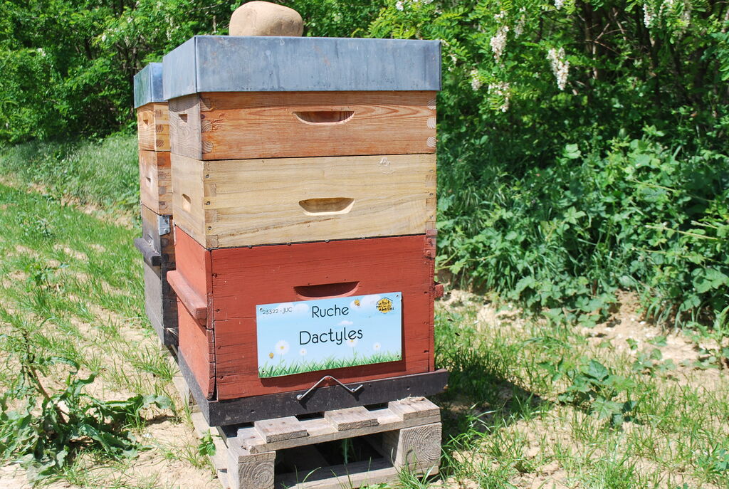 La ruche Dactyles