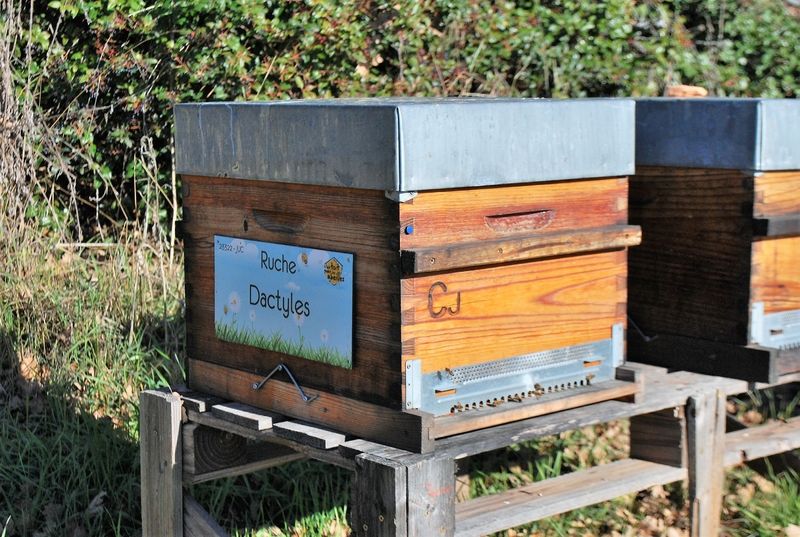 La ruche Dactyles