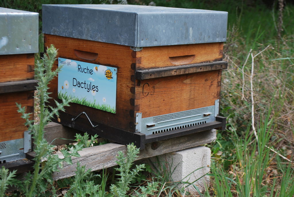 La ruche Dactyles
