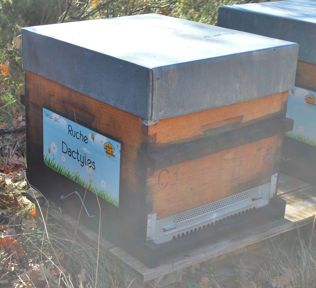 La ruche Dactyles