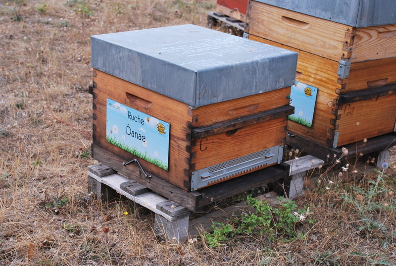 La ruche Danae