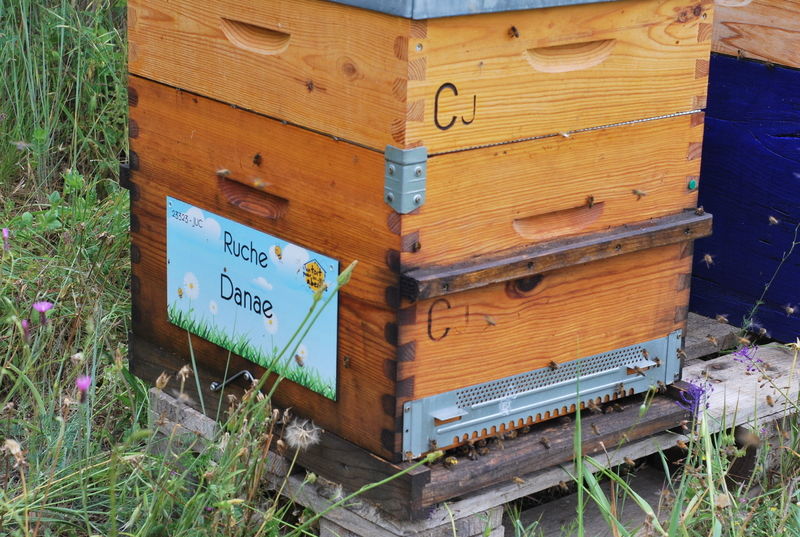 La ruche Danae