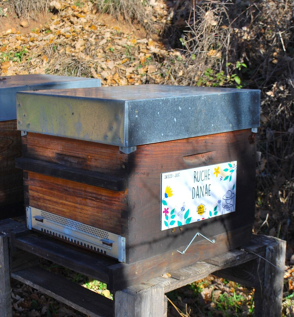 La ruche Danae