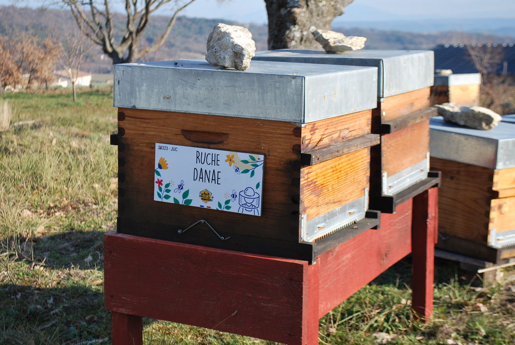 La ruche Danae