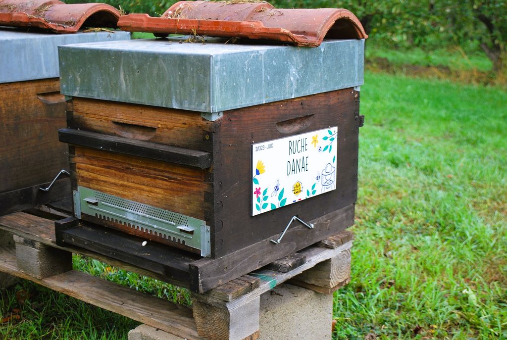 La ruche Danae