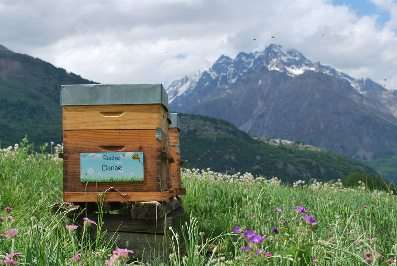 La ruche Danae