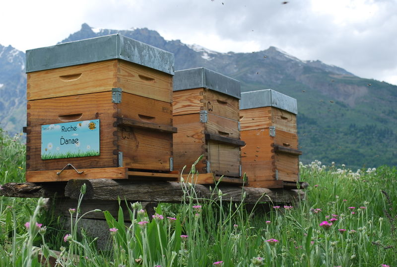 La ruche Danae
