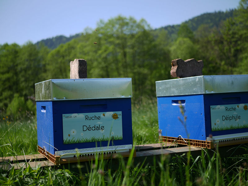 La ruche Dédale