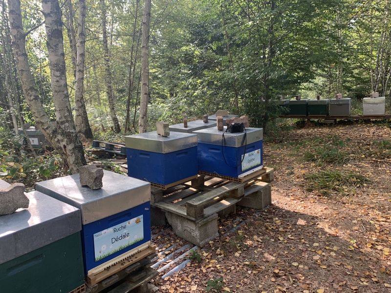 La ruche Dédale