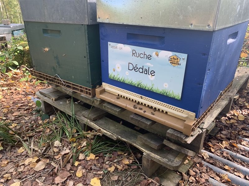 La ruche Dédale