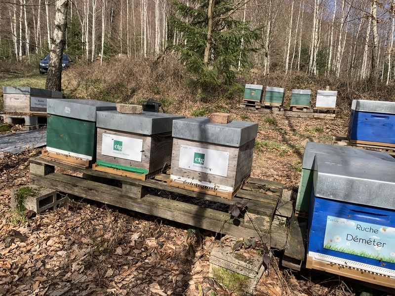 La ruche Déméter
