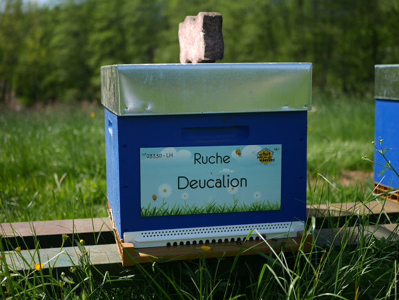 La ruche