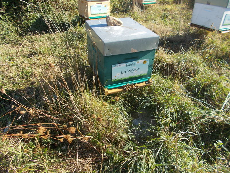 La ruche Le Vigeot