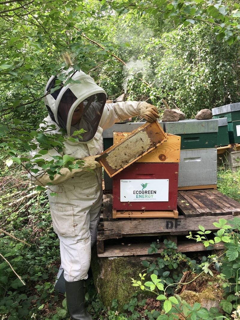 La ruche Ecogreenenergy