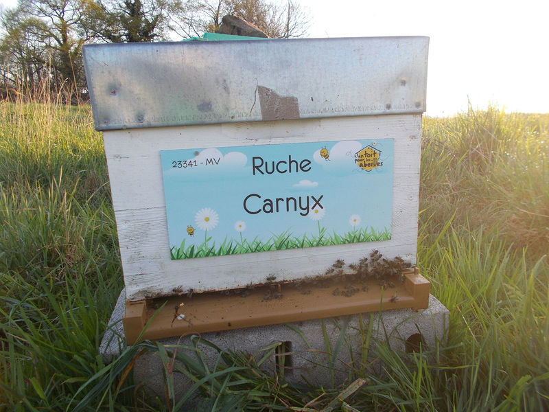 La ruche Carnyx