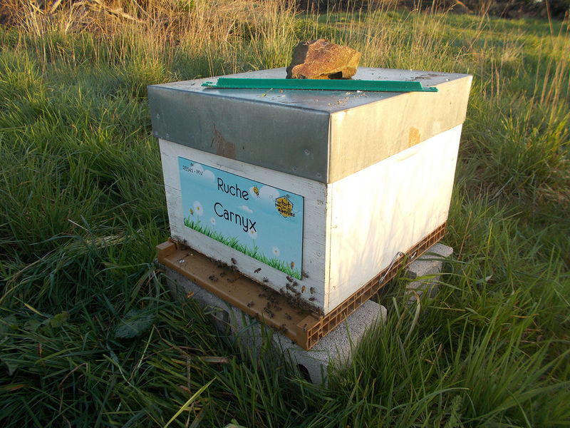 La ruche Carnyx