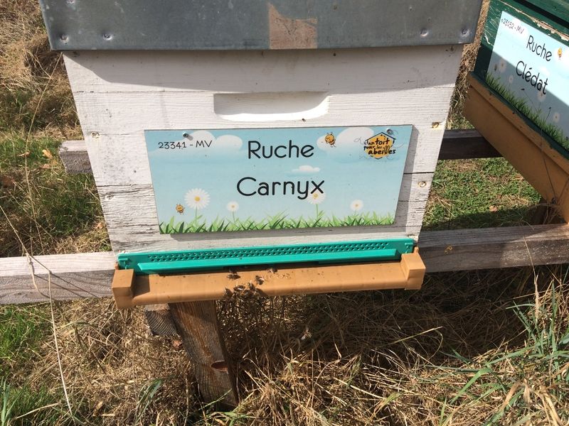 La ruche Carnyx