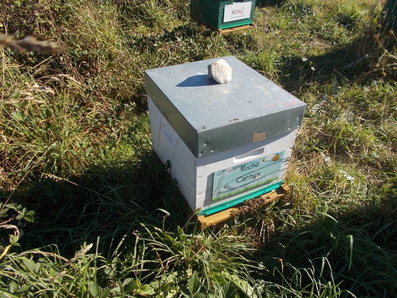 La ruche Carnyx