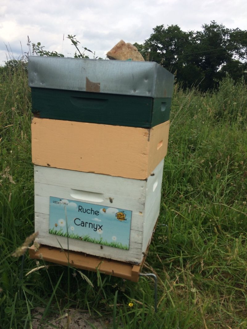 La ruche Carnyx