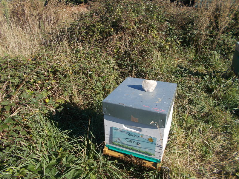 La ruche Carnyx