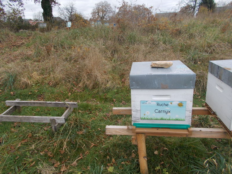 La ruche Carnyx