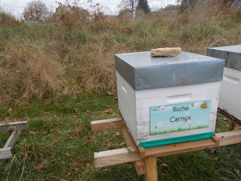 La ruche Carnyx