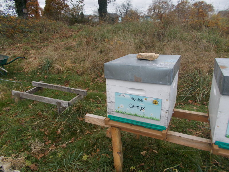La ruche Carnyx