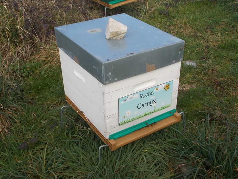 La ruche Carnyx