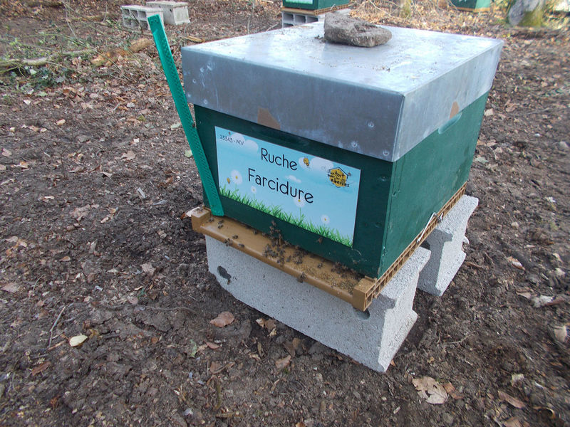 La ruche Farcidure