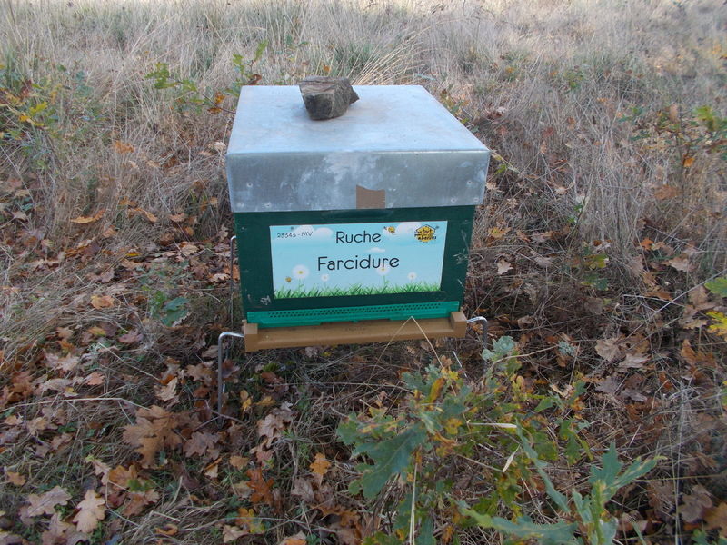 La ruche Farcidure