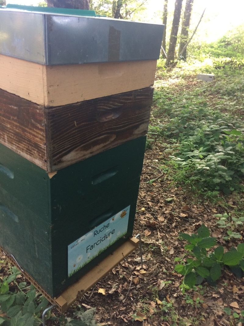 La ruche Farcidure