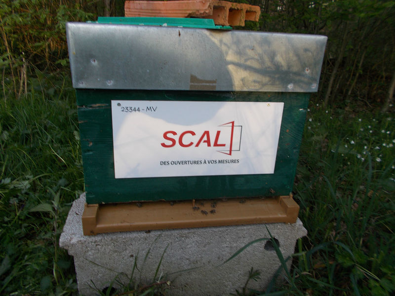 La ruche SCAL