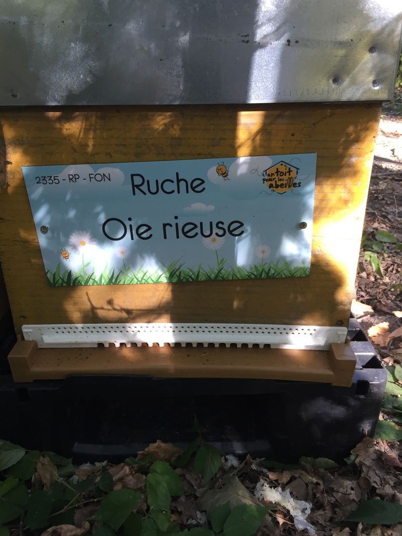 La ruche Oie rieuse