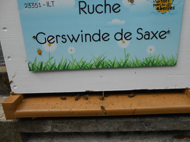 La ruche Gerswinde de Saxe