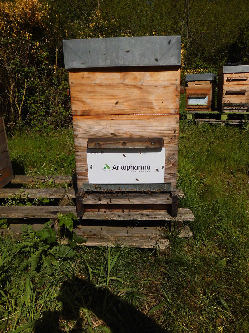 La ruche Laboratoires Arkopharma