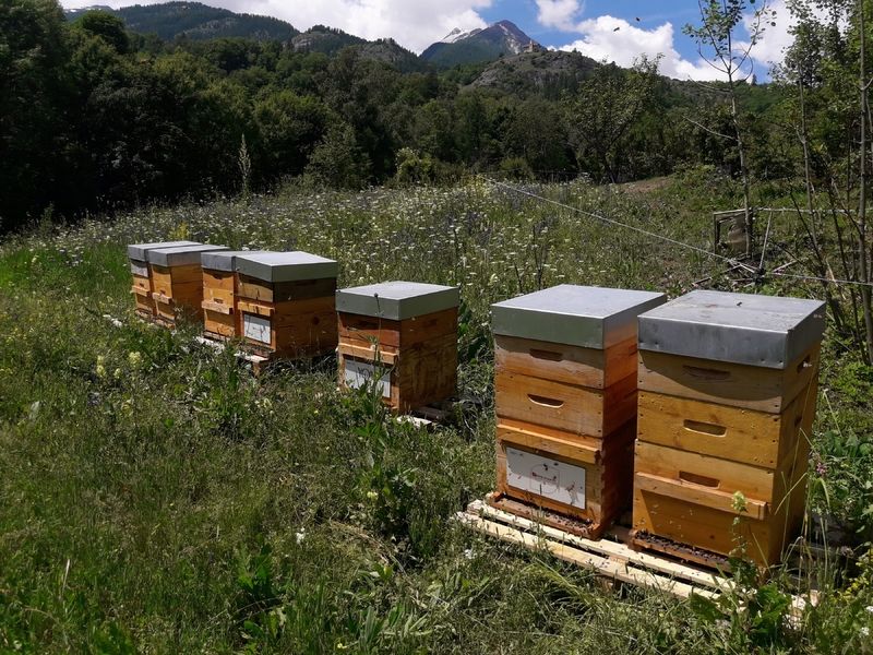 La ruche Laboratoires FORTEPHARMA