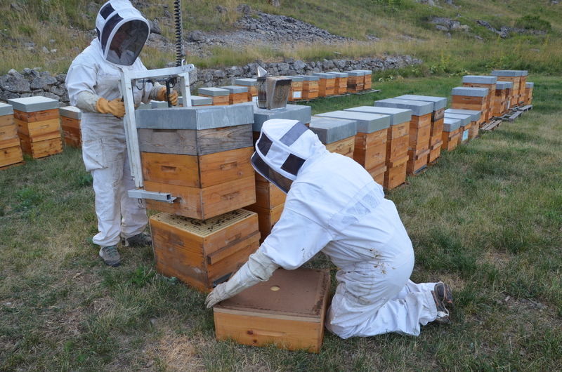 La ruche Laboratoires FORTEPHARMA