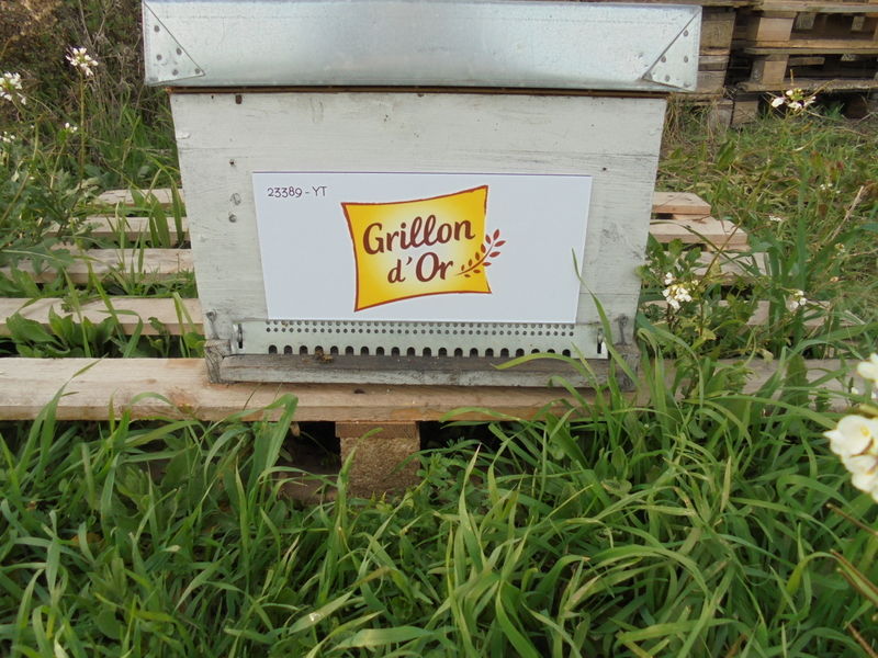 La ruche GRILLON D