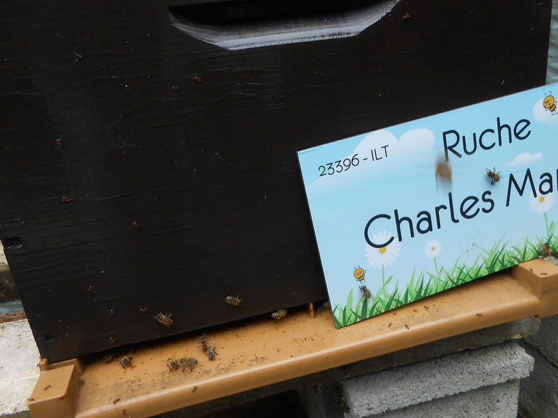 La ruche Charles Martel