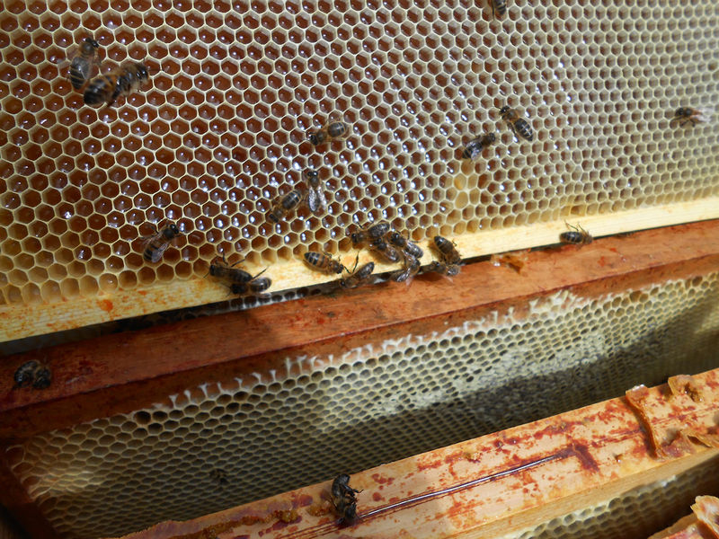 La ruche Charles Martel